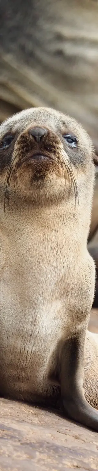 Spiele auf deinem Tauchgang mit den kleinen Seelöwen